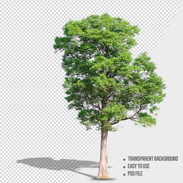 Free PSD nature object tree isolated on transparent background with shadow