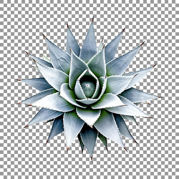 Fresh agave leaf top view isolated on transparent background