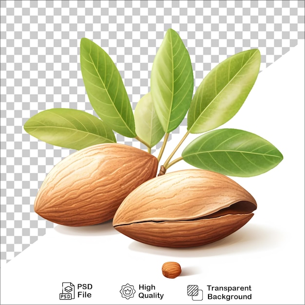 fresh almond isolated on transparent background