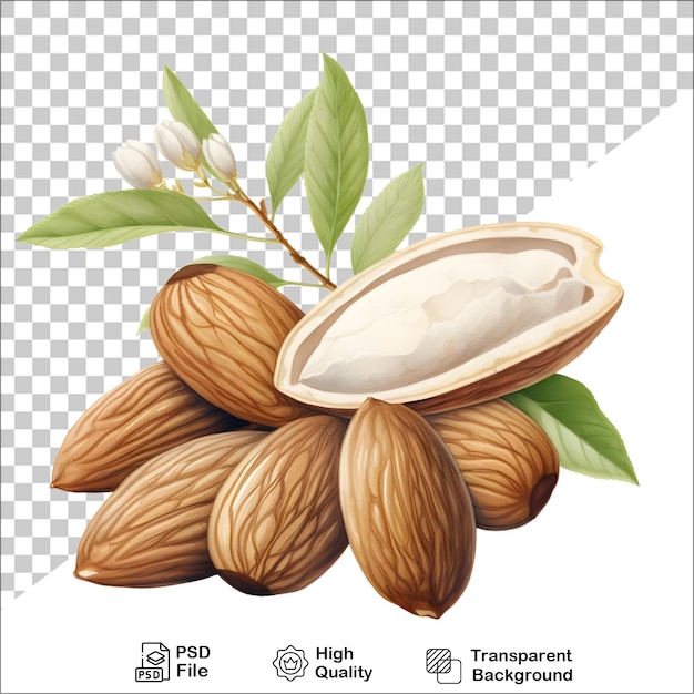 fresh almond isolated on transparent background