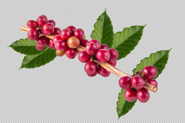 Fresh Arabica Coffee beans ripening isolated on alpha background