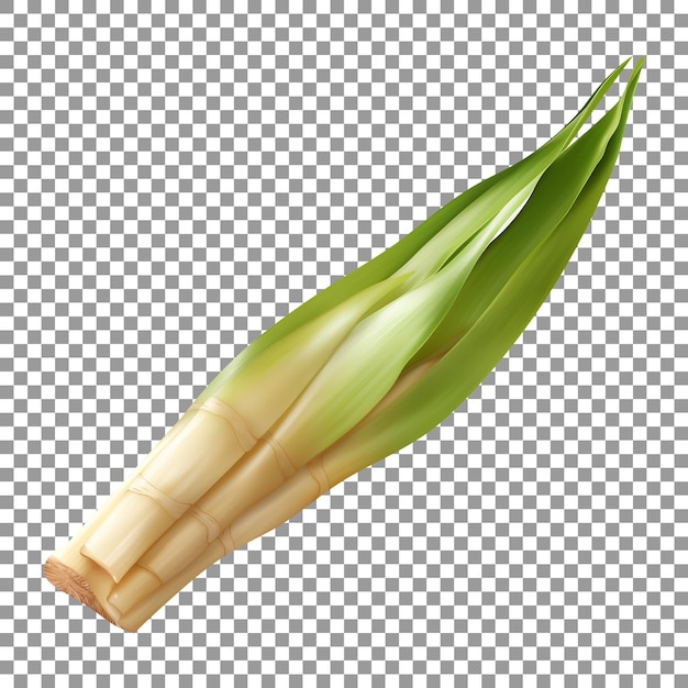 Fresh bamboo shoots isolated on transparent background