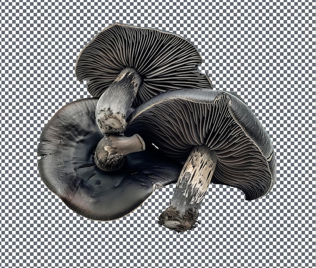 PSD fresh black mushrooms isolated on transparent background