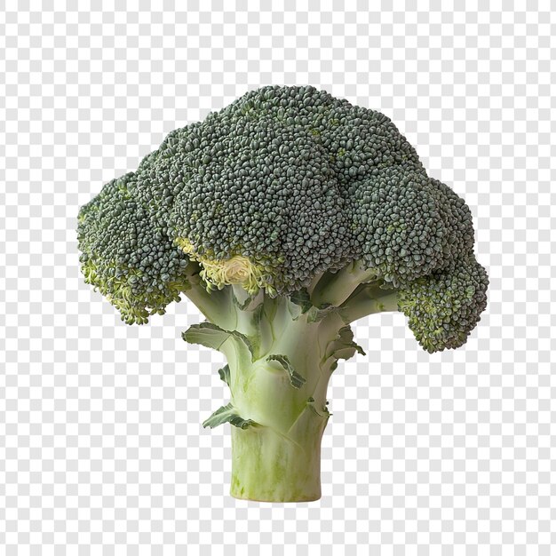 PSD fresh broccoli vegetable