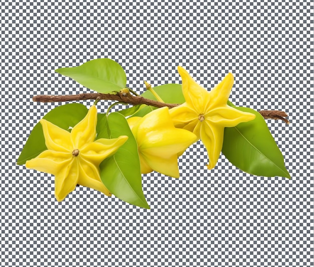 Fresh Carambola Star fruit isolated on transparent background