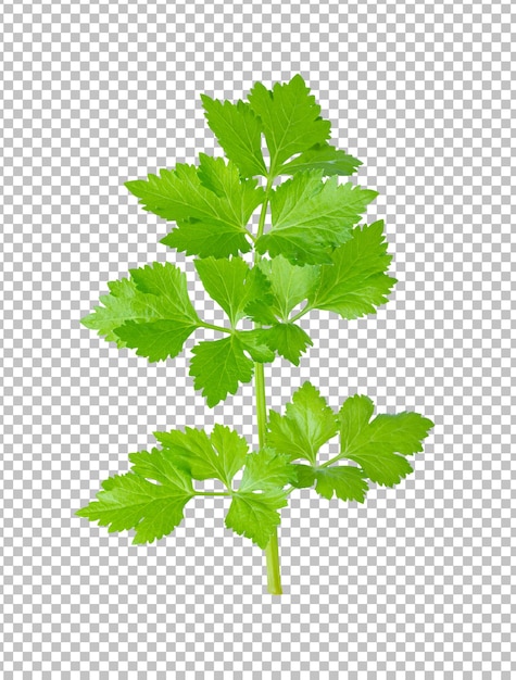 Fresh celery isolated on alpha layer