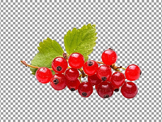 Fresh cluster of currants isolated on transparent background