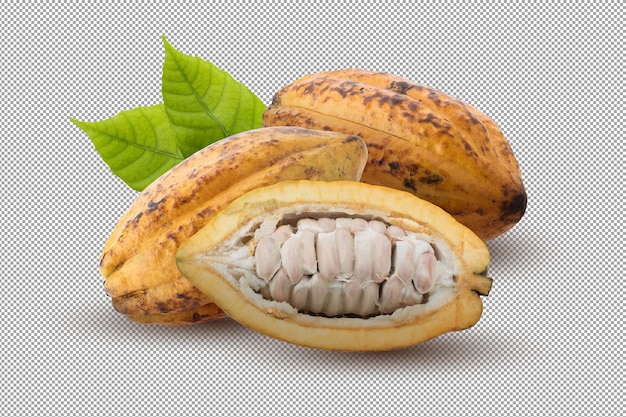 Fresh cocoa fruits isolated on alpha background