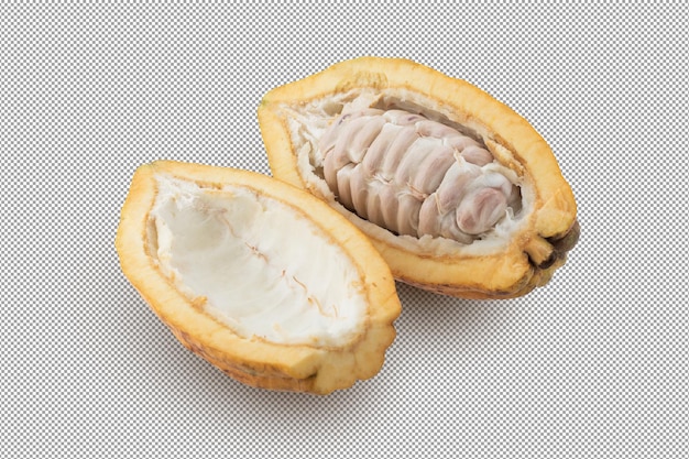 Fresh cocoa fruits isolated on alpha background