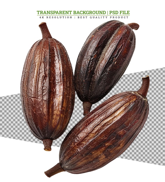 Fresh cocoa fruits on white background