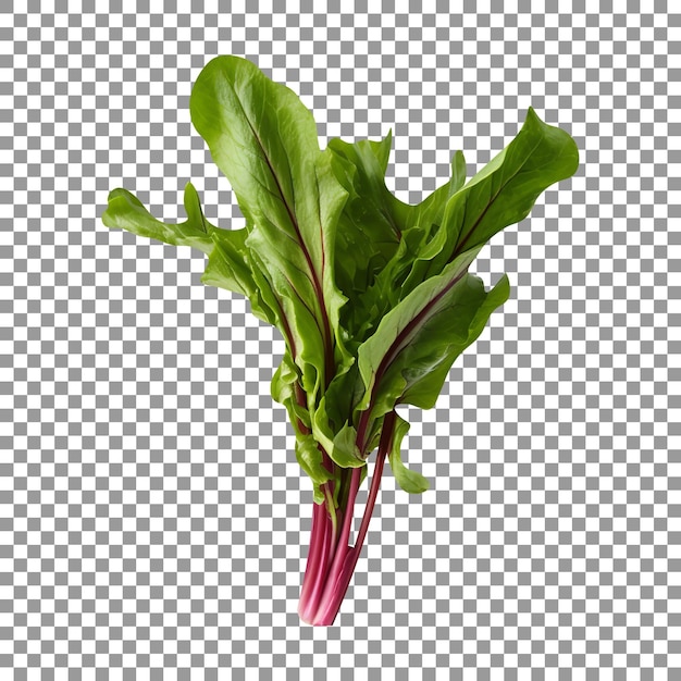 Fresh dragons tongue arugula isolated isolated on white background