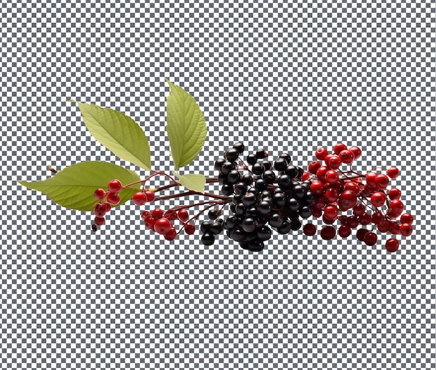 Fresh Elderberries isolated on transparent background