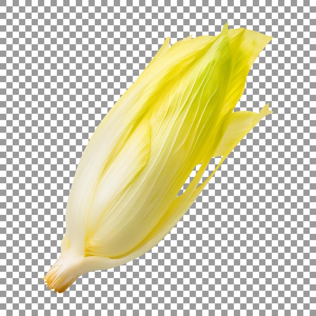 Fresh endive isolated on a transparent background