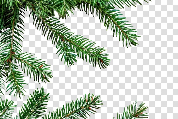 Fresh evergreen branches on white