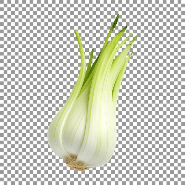 Fresh fennel isolated on white background