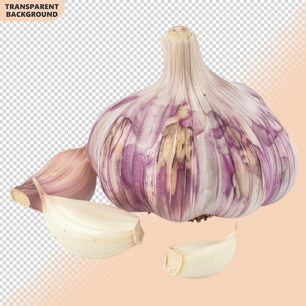 Fresh garlic bulb and cloves on transparent background