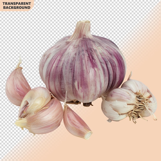 Fresh garlic bulb and cloves on transparent background