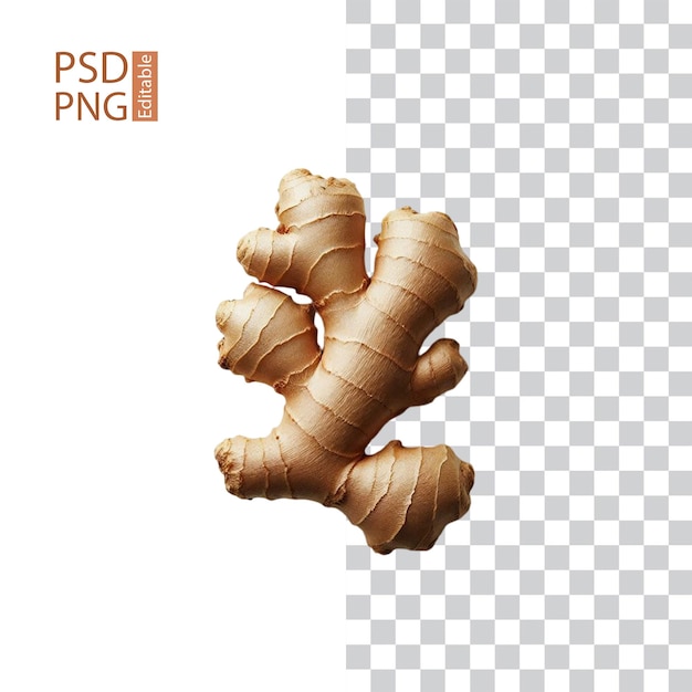 Fresh Ginger Root Transparent on White Background PNG File Download