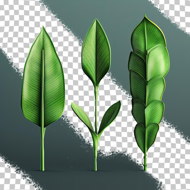 Fresh green banana leaves isolated on a transparent background varying in size