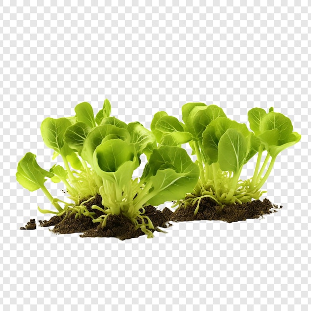 Fresh green cabbage sprouts isolated on transparent background