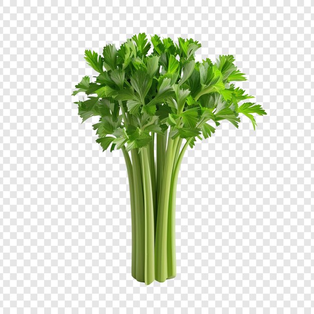 PSD fresh green celery stalks