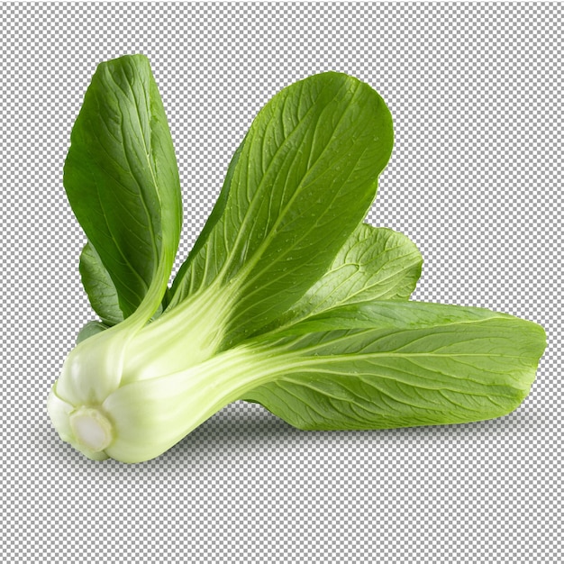 Fresh green Chinese cabbage isolated on alpha background