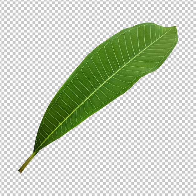 Fresh green frangipani leaf isolated rendering