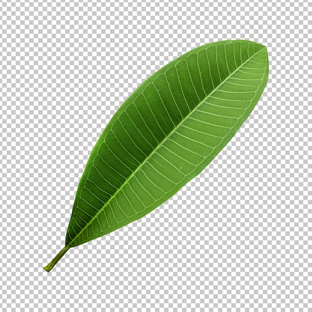 Fresh green frangipani leaf isolated rendering