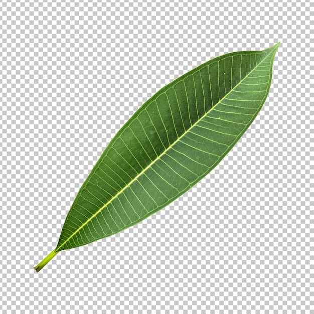 Fresh green frangipani leaf isolated rendering