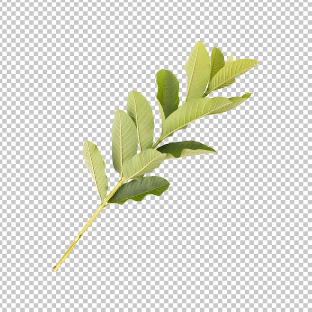 Fresh green guava leaves branch isolated rendering