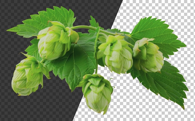 PSD fresh green hop cones with leaves cut out stock png