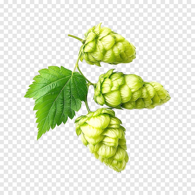 PSD fresh green hops cones isolated on a transparent background