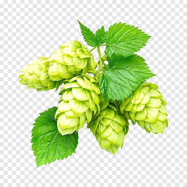 PSD fresh green hops cones isolated on a transparent background