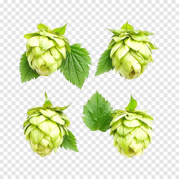 PSD fresh green hops cones isolated on a transparent background