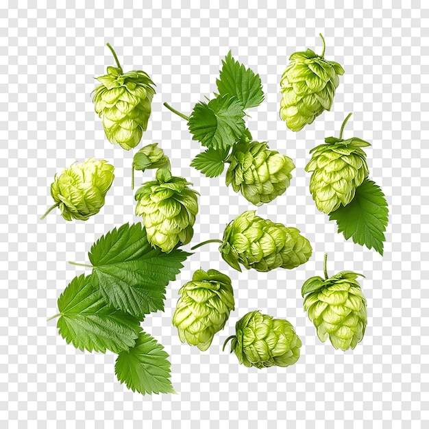 Fresh green hops cones isolated on a transparent background