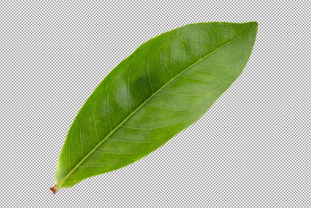 Fresh green leaves isolated on a transparent background