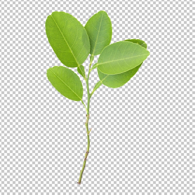 Fresh green lemon leaves isolated rendering