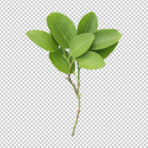 Fresh green lemon leaves isolated rendering