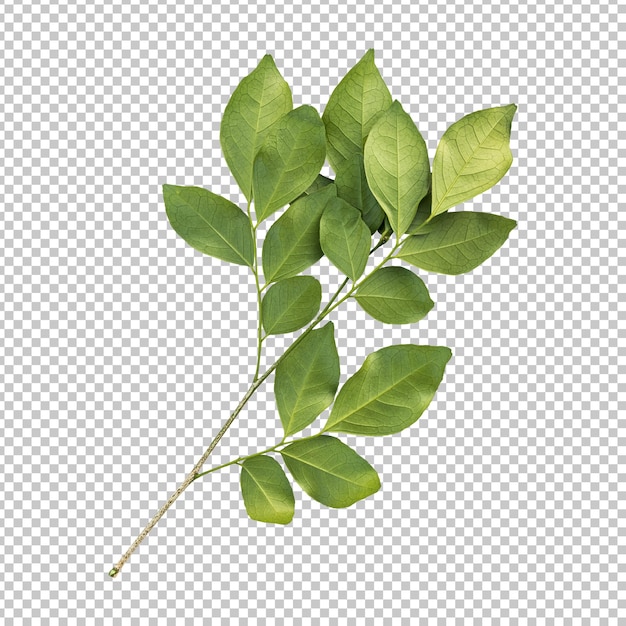 Fresh green murraya leaves isolated rendering