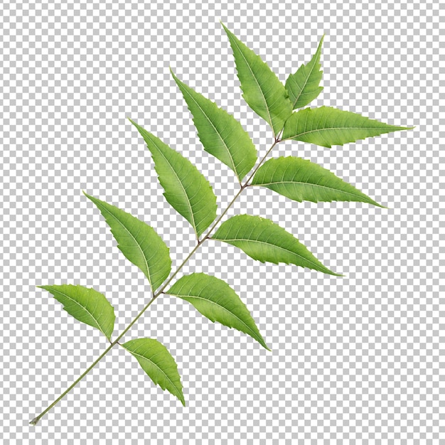 Fresh green neem leaves isolated rendering