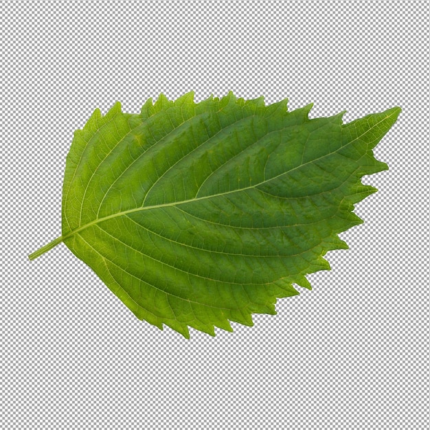 Fresh Green Shiso or Oba leaf isolated on an alpha background