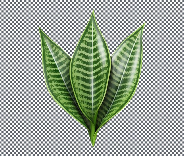 Fresh green Snake Plant Leaf isolated on transparent background