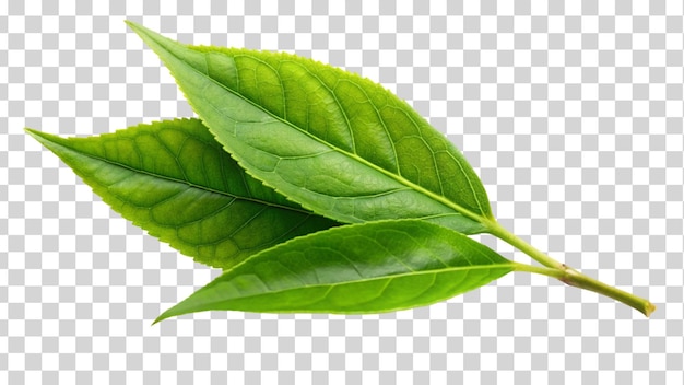 Fresh Green tea leaf isolated on Transparent background