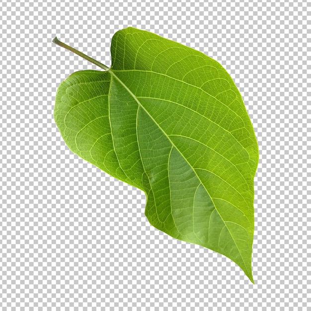 Fresh green wild leaf isolated rendering