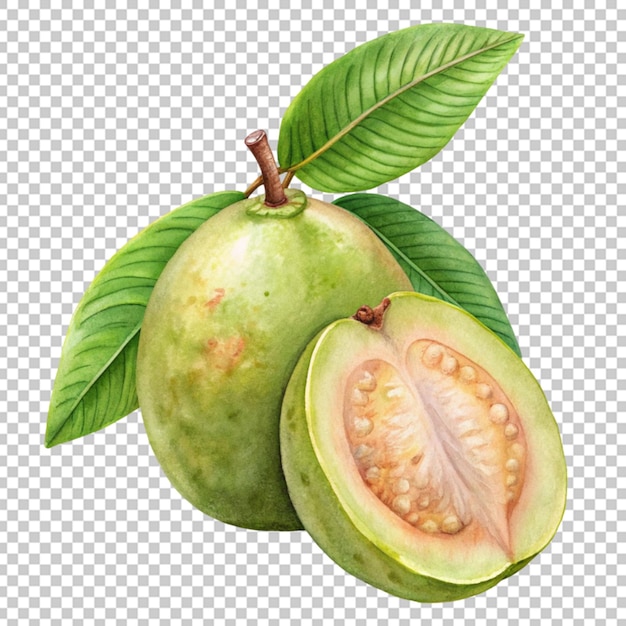 Fresh guava png