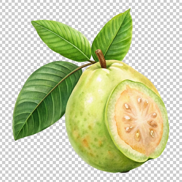 Fresh guava png