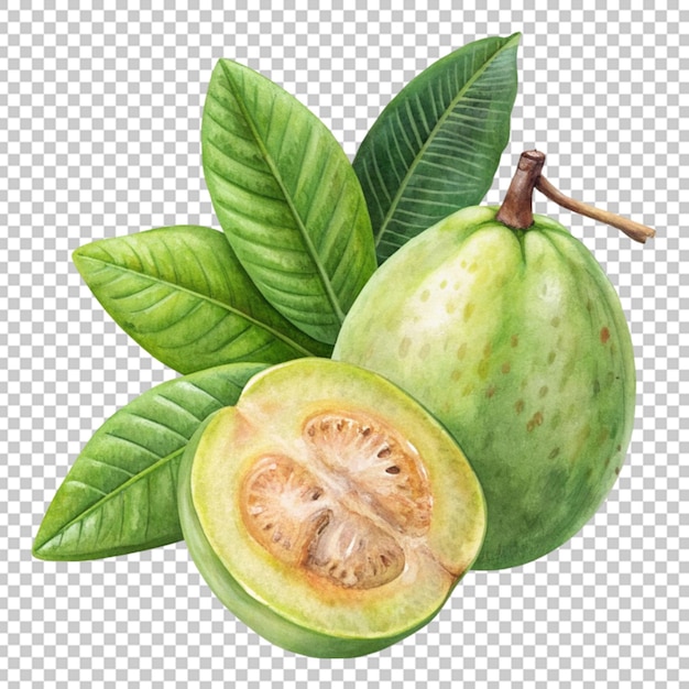 Fresh guava png