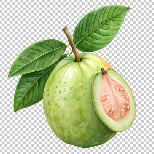 Fresh guava png