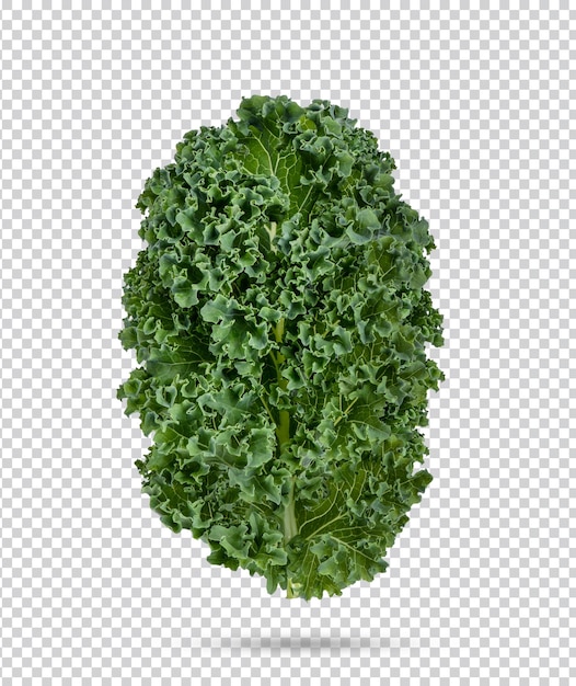 Fresh kale isolated Premium PSD