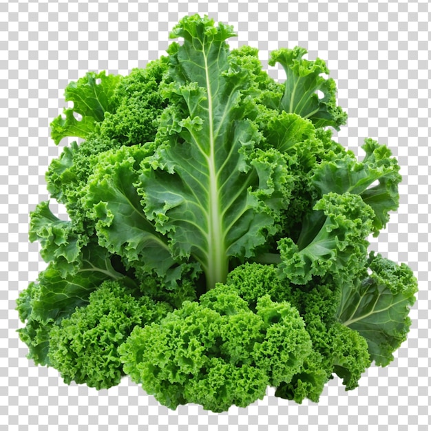 Fresh kale Isolated on transparent background